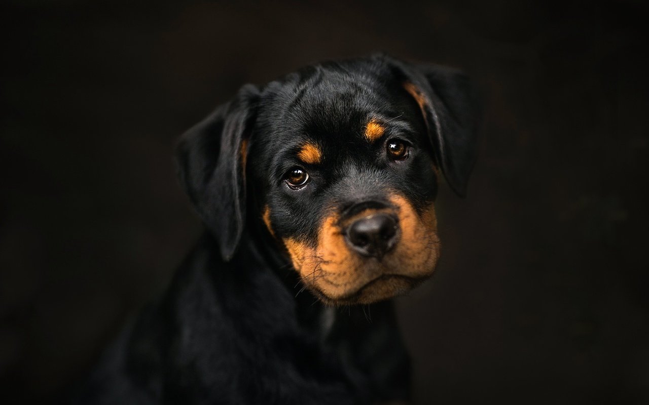 Обои фон, мордочка, взгляд, собака, щенок, ротвейлер, frelka, background, muzzle, look, dog, puppy, rottweiler разрешение 2048x1365 Загрузить