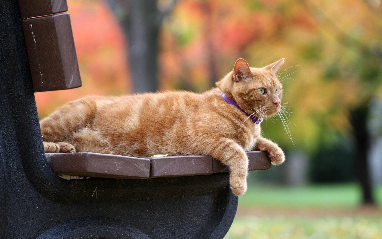 Обои кот, кошка, осень, скамейка, рыжий, боке, рыжий кот, cat, autumn, bench, red, bokeh, red cat разрешение 2560x1706 Загрузить