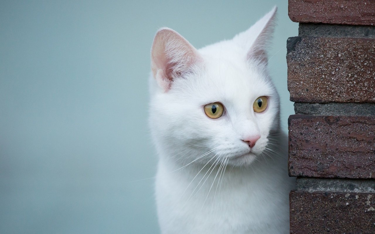 Обои глаза, фон, кот, мордочка, усы, кошка, взгляд, eyes, background, cat, muzzle, mustache, look разрешение 2048x1365 Загрузить