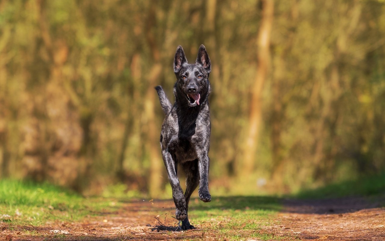 Обои собака, прогулка, бежит, хердер, голландская овчарка, dog, walk, runs разрешение 1920x1280 Загрузить