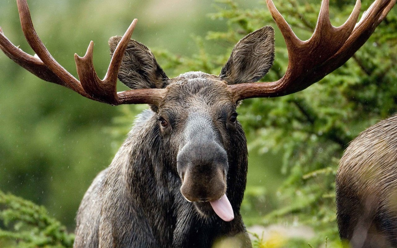Обои морда, взгляд, рога, язык, дикая природа, лось, face, look, horns, language, wildlife, moose разрешение 2880x1800 Загрузить