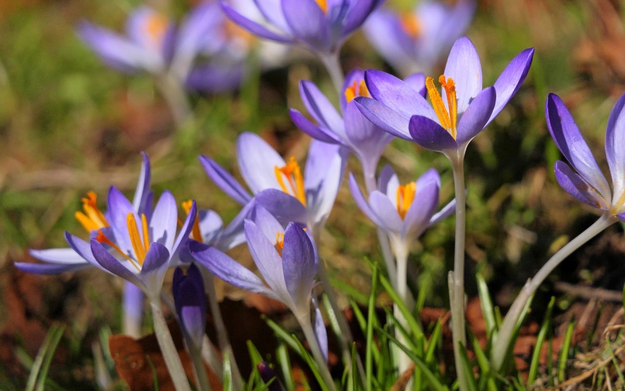 Обои цветы, лепестки, весна, крокусы, flowers, petals, spring, crocuses разрешение 2560x1707 Загрузить