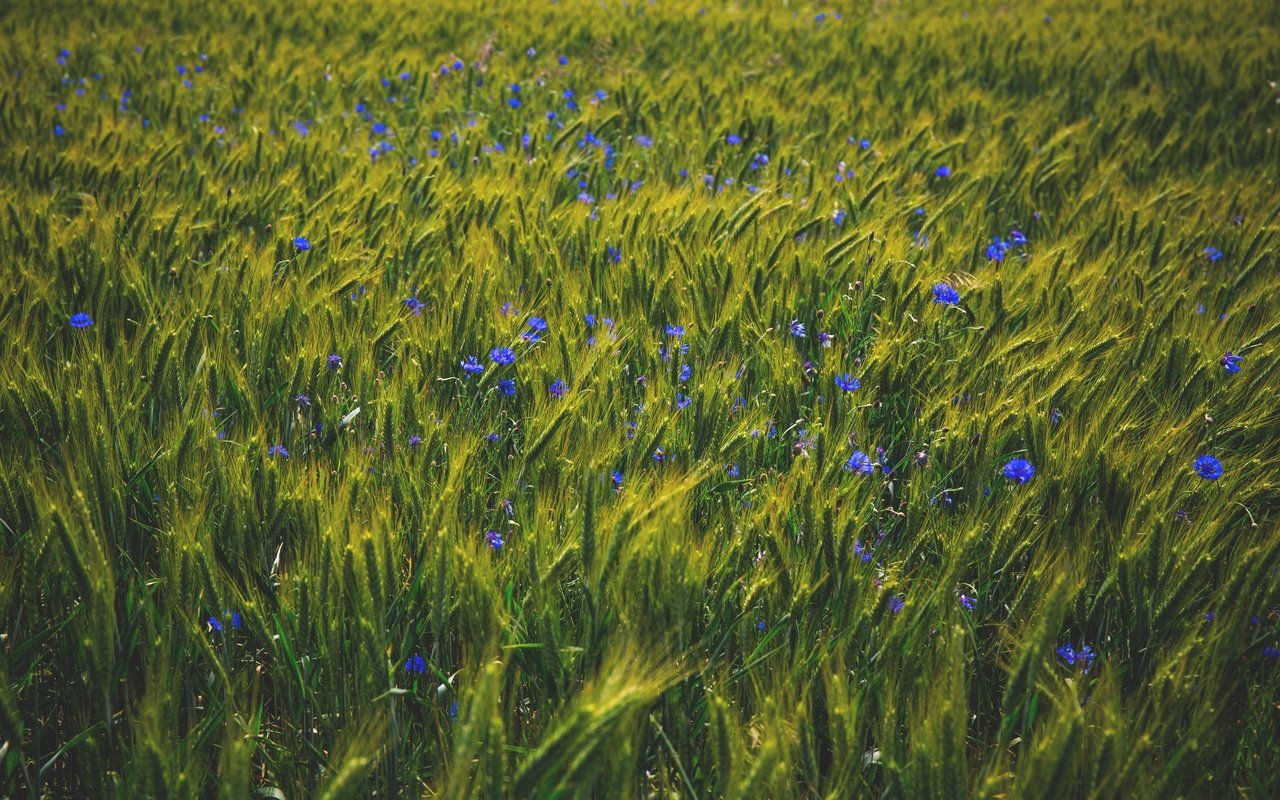 Обои природа, поле, лето, пшеница, синие, васильки, полевые цветы, nature, field, summer, wheat, blue, cornflowers, wildflowers разрешение 3000x2000 Загрузить