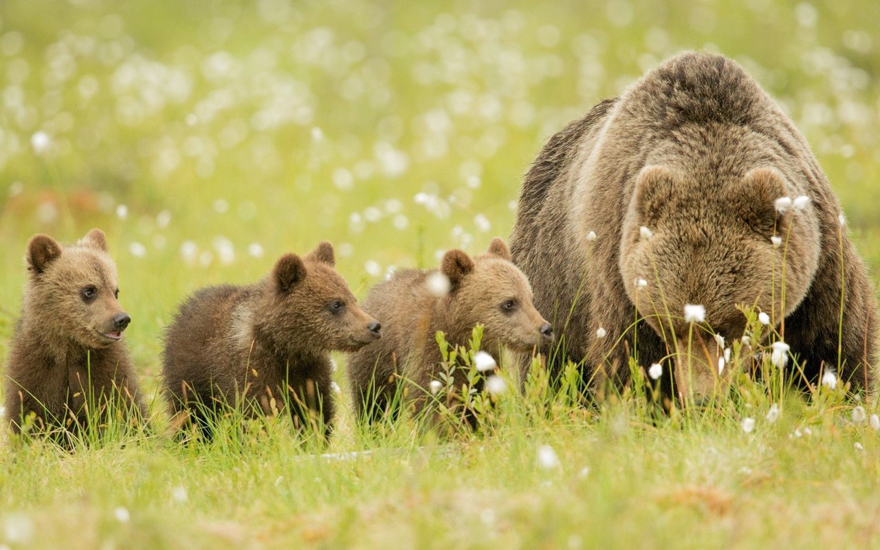 Обои трава, животные, медведь, луг, медвежата, бурые медведи, grass, animals, bear, meadow, bears, brown bears разрешение 2048x1099 Загрузить