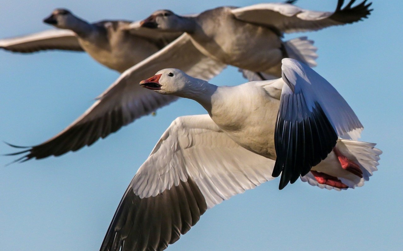 Обои небо, полет, крылья, птицы, клюв, гусь, гуси, the sky, flight, wings, birds, beak, goose, geese разрешение 1920x1175 Загрузить