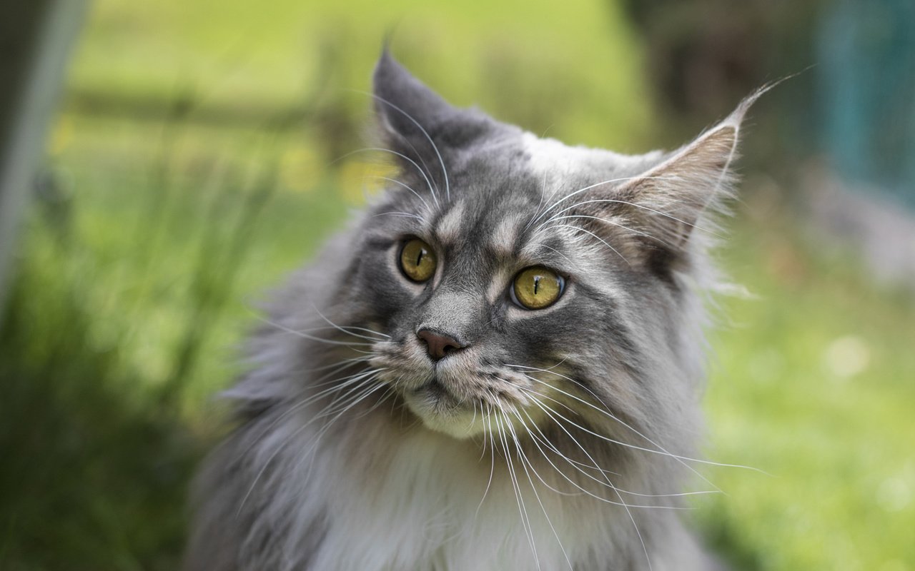 Обои глаза, фон, кот, усы, кошка, взгляд, мейн-кун, eyes, background, cat, mustache, look, maine coon разрешение 1920x1200 Загрузить