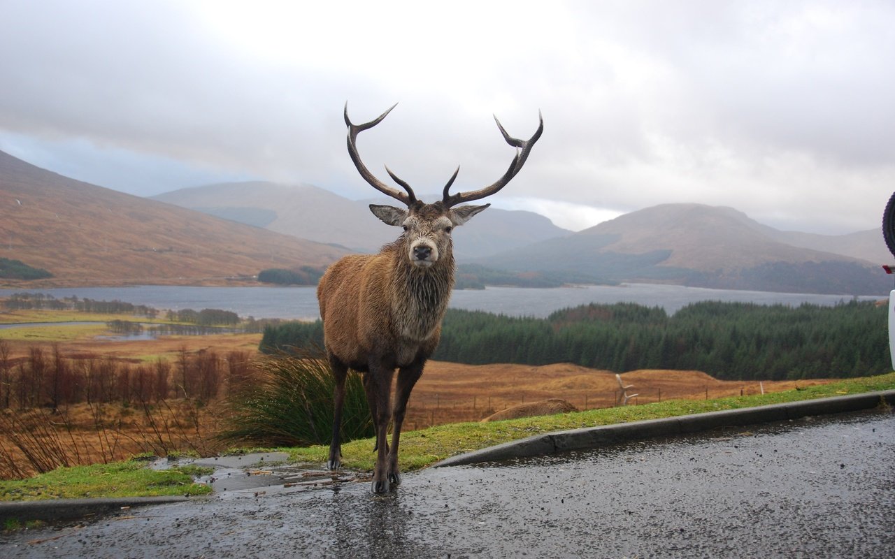 Обои горы, олень, рога, шотландия, mountains, deer, horns, scotland разрешение 3872x2592 Загрузить