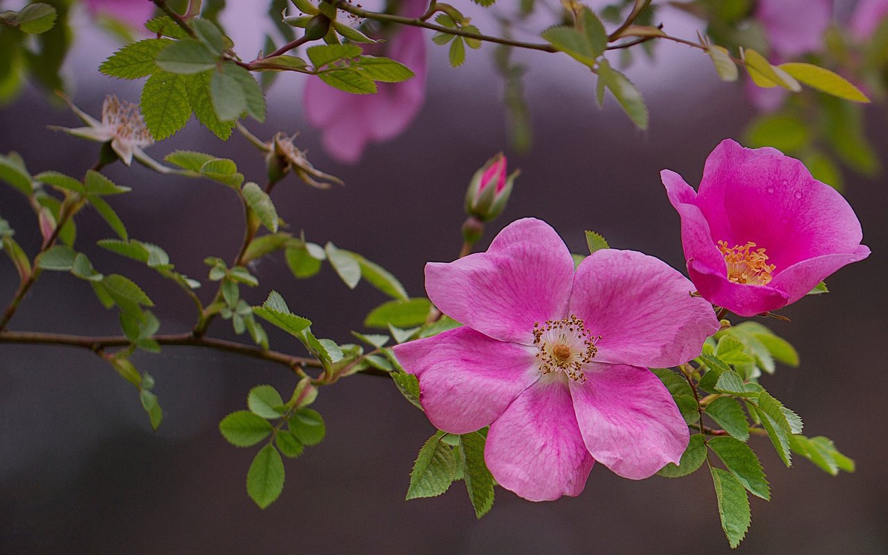 Обои цветы, розовые, ветка, природа, цветение, листья, роза, лепестки, шиповник, flowers, pink, branch, nature, flowering, leaves, rose, petals, briar разрешение 2048x1152 Загрузить