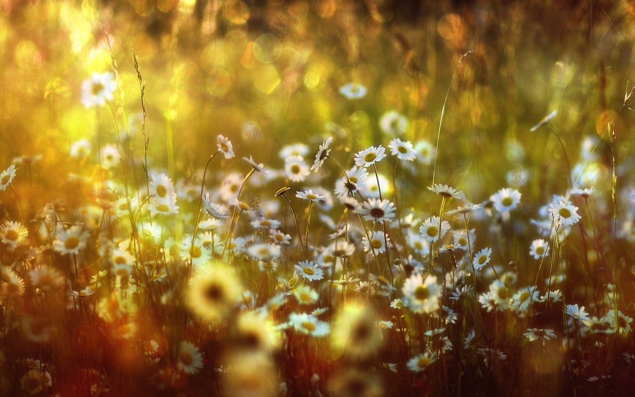 Обои цветы, луг, ромашки, боке,  цветы, солнечный свет, flowers, meadow, chamomile, bokeh, sunlight разрешение 2500x1667 Загрузить