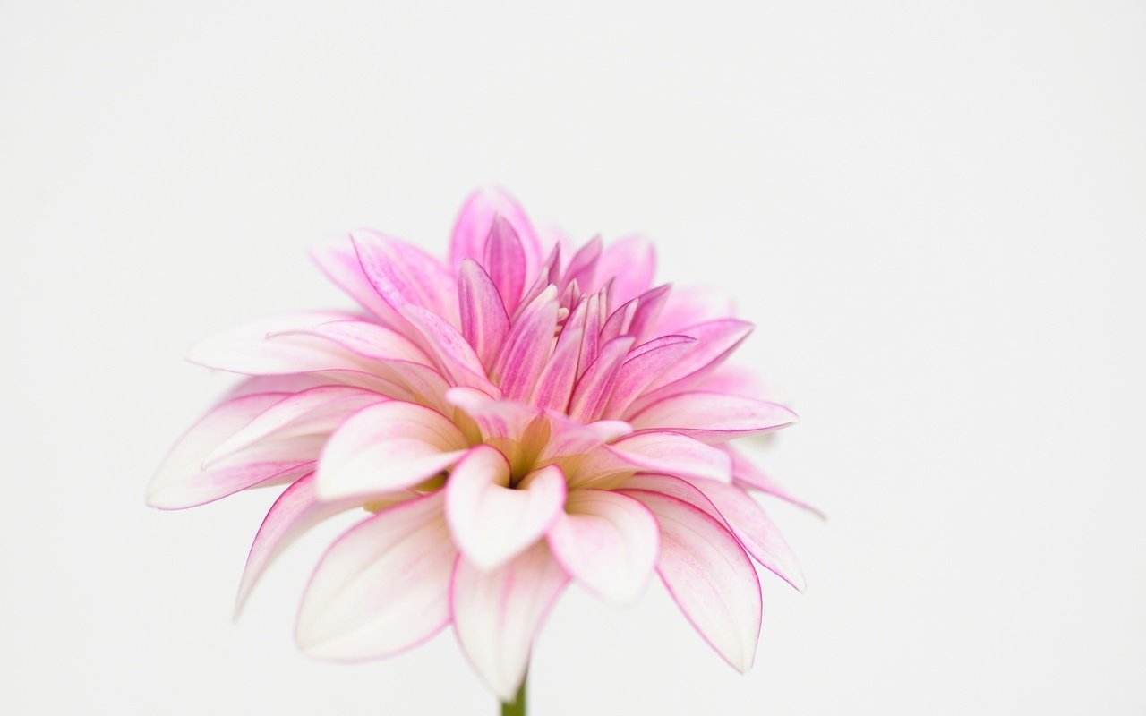 Обои макро, лепестки, белый фон, георгин, macro, petals, white background, dahlia разрешение 2048x1351 Загрузить