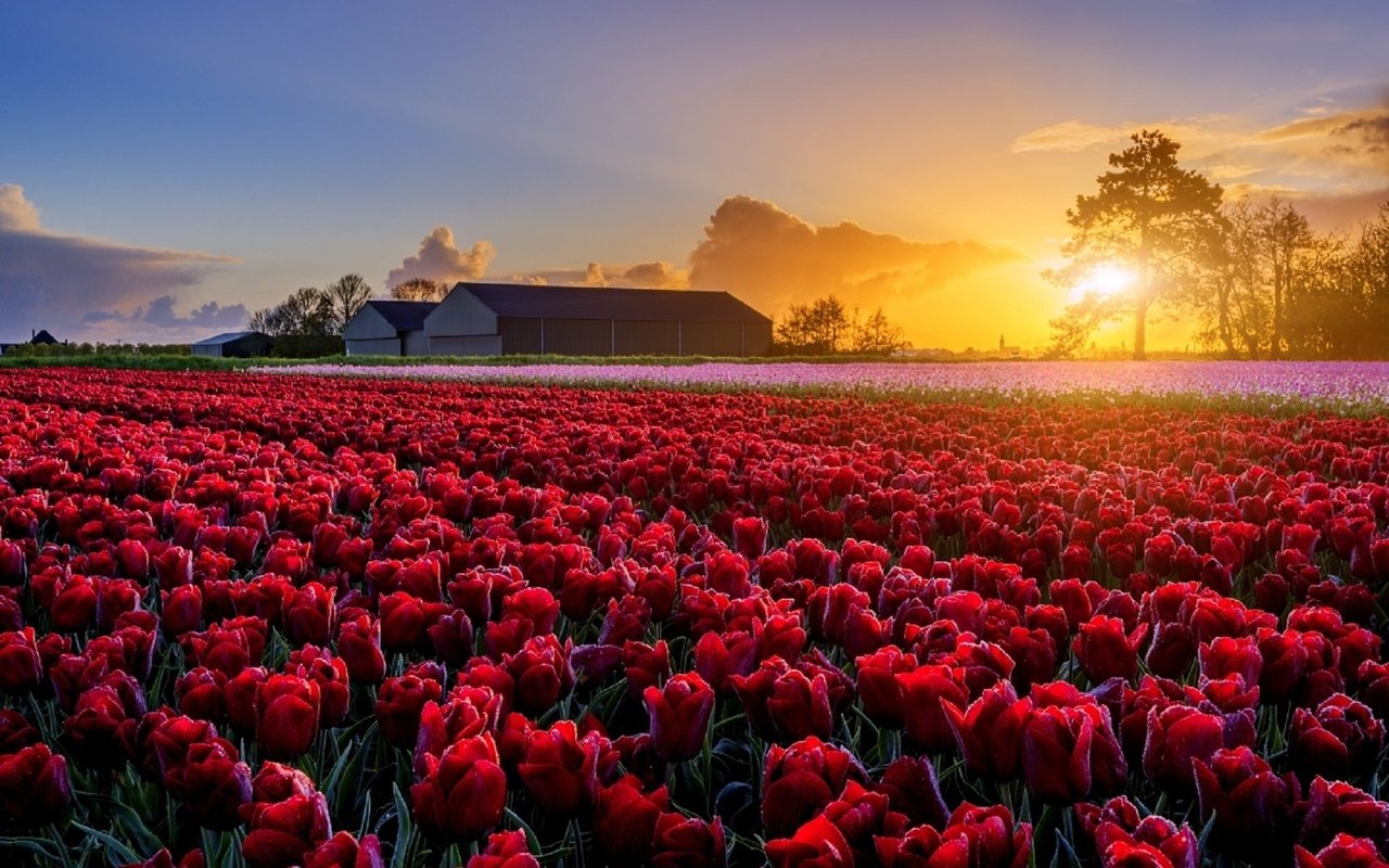 Обои цветы, поле, маки, весна, ферма, голландия, tomas morkes, flowers, field, maki, spring, farm, holland разрешение 1920x1281 Загрузить