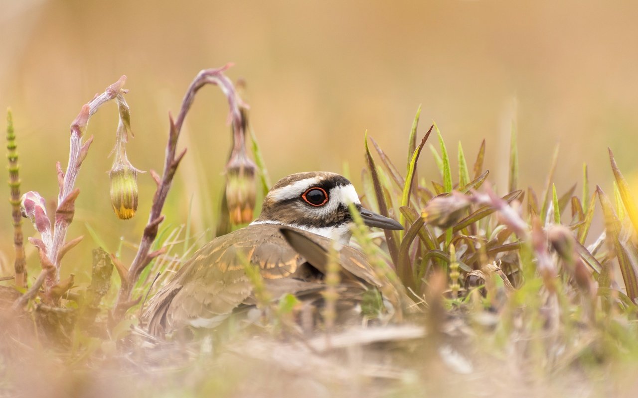 Обои цветы, трава, природа, птица, клюв, зуёк, крикливый зуёк, flowers, grass, nature, bird, beak, plover, noisy plover разрешение 2048x1275 Загрузить