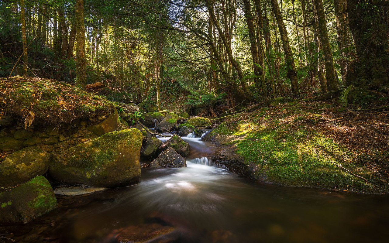 Обои деревья, вода, река, природа, лес, ручей, trees, water, river, nature, forest, stream разрешение 1920x1200 Загрузить