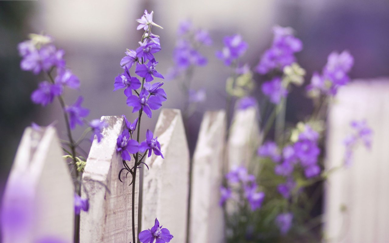 Обои цветы, макро, забор, фиолетовые, дельфиниум, flowers, macro, the fence, purple, delphinium разрешение 1920x1200 Загрузить