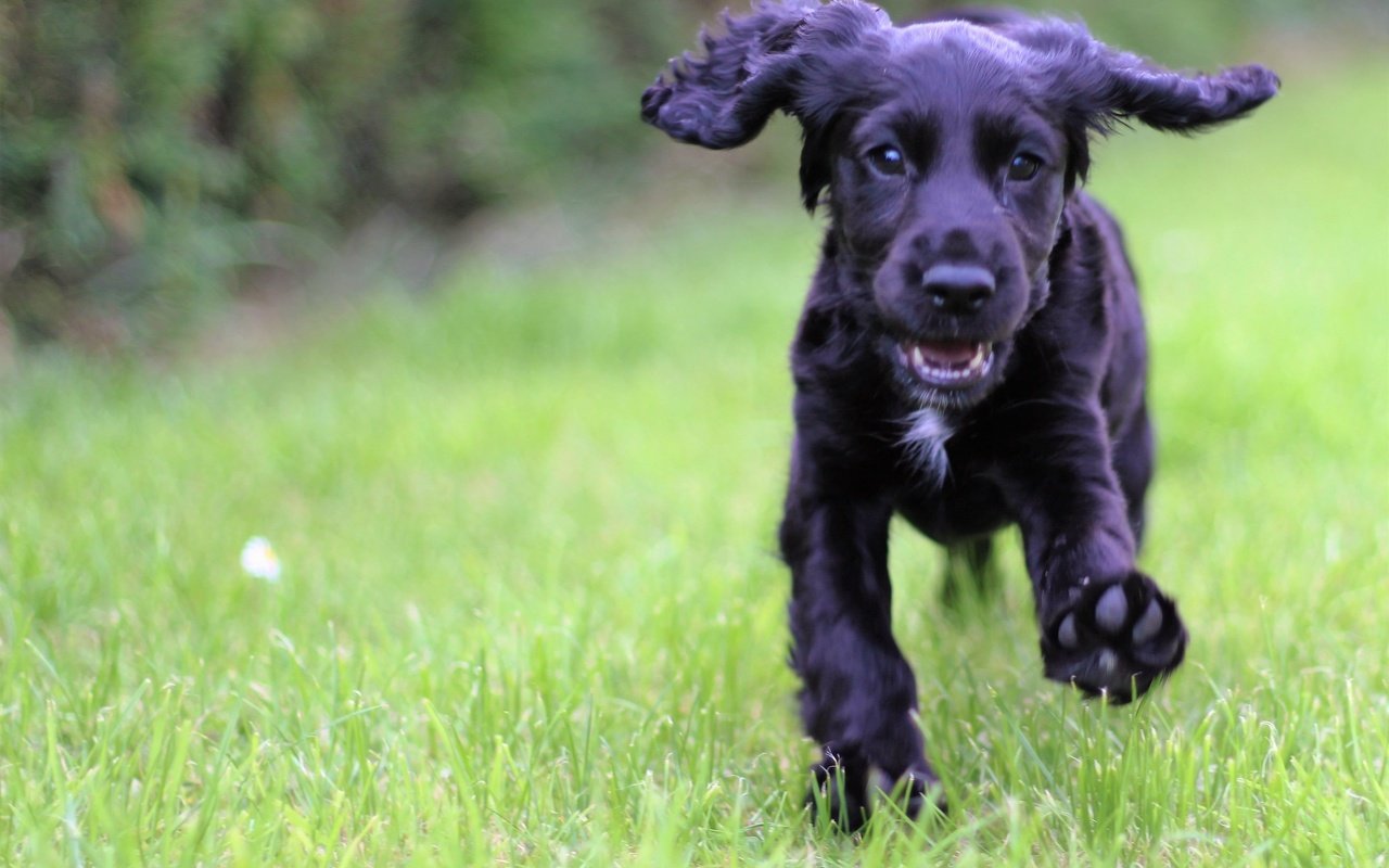 Обои трава, мордочка, взгляд, собака, щенок, кокер-спаниель, grass, muzzle, look, dog, puppy, cocker spaniel разрешение 3965x3317 Загрузить