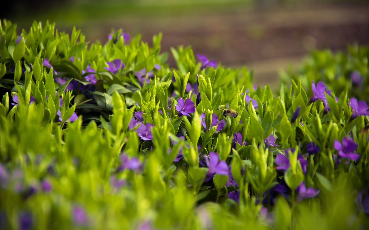 Обои цветы, трава, лепестки, луг, весна, flowers, grass, petals, meadow, spring разрешение 3840x2400 Загрузить