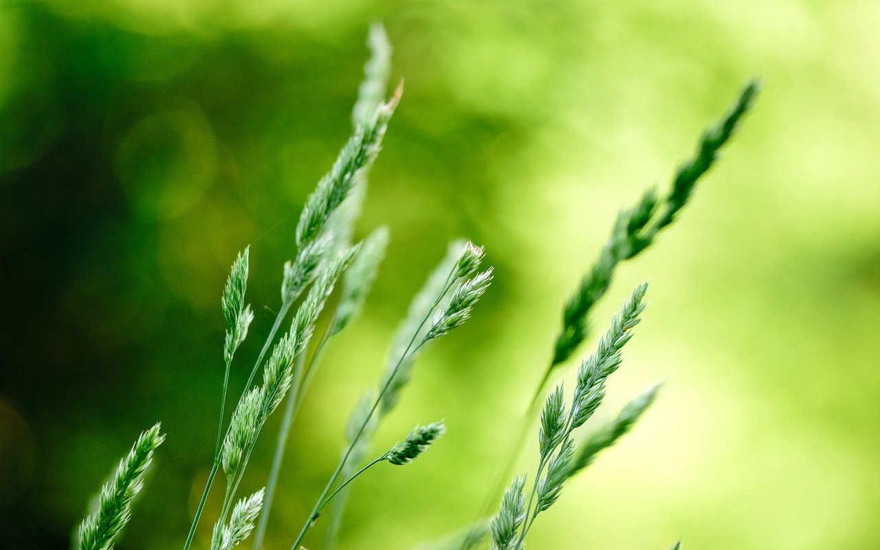 Обои трава, природа, макро, фон, колоски, растение, боке, grass, nature, macro, background, spikelets, plant, bokeh разрешение 1920x1266 Загрузить