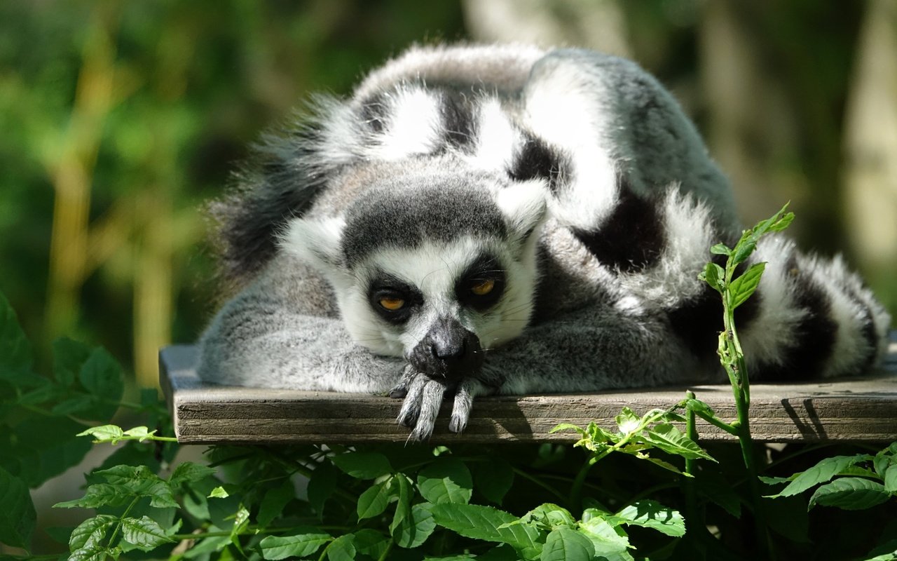 Обои мордочка, взгляд, лемур, примат, кошачий лемур, muzzle, look, lemur, the primacy of, a ring-tailed lemur разрешение 5290x3527 Загрузить
