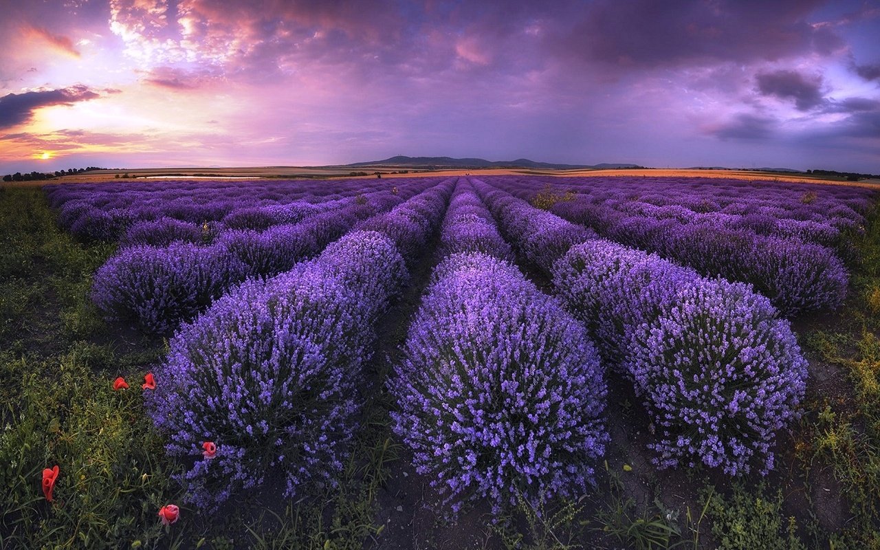 Обои небо, облака, поле, лаванда, горизонт,  цветы, болгария, the sky, clouds, field, lavender, horizon, flowers, bulgaria разрешение 1920x1304 Загрузить