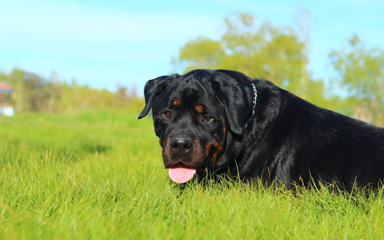 Обои морда, трава, природа, собака, язык, ротвейлер, face, grass, nature, dog, language, rottweiler разрешение 1920x1200 Загрузить