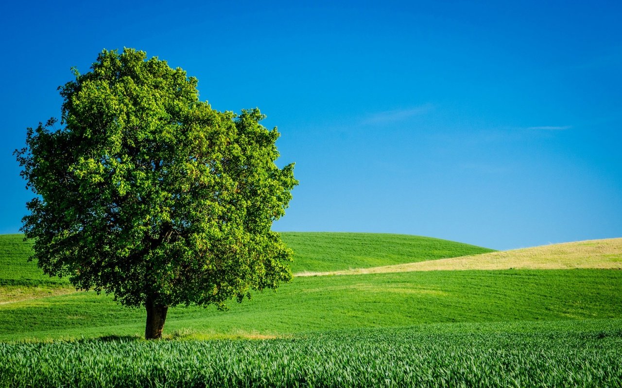 Обои небо, трава, дерево, поле, горизонт, лето, the sky, grass, tree, field, horizon, summer разрешение 1920x1200 Загрузить