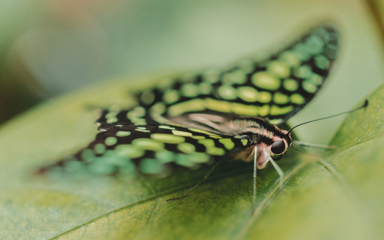 Обои насекомое, бабочка, крылья, лист, крупным планом, insect, butterfly, wings, sheet, closeup разрешение 2560x1600 Загрузить