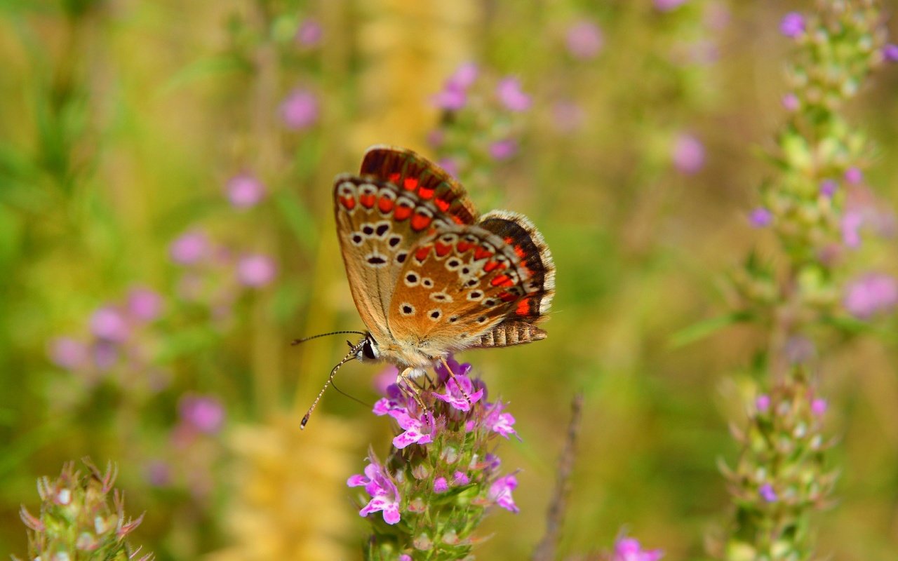 Обои цветы, макро, насекомое, бабочка, крылья, flowers, macro, insect, butterfly, wings разрешение 3000x1835 Загрузить