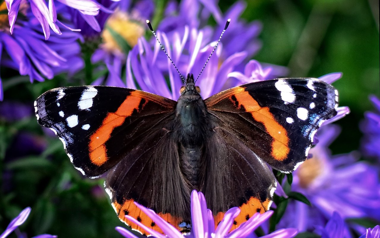 Обои цветы, растения, насекомое, бабочка, крылья, адмирал, астры, flowers, plants, insect, butterfly, wings, admiral, asters разрешение 2401x1920 Загрузить