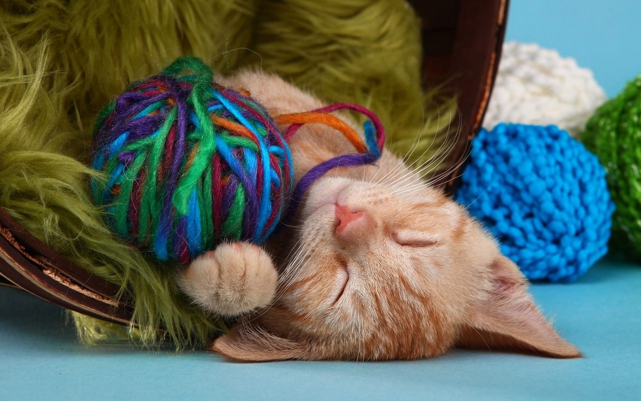 Обои кот, кошка, сон, котенок, спит, рыжий, клубки, нитки, пряжа, yarn, cat, sleep, kitty, sleeping, red, balls, thread разрешение 2048x1152 Загрузить