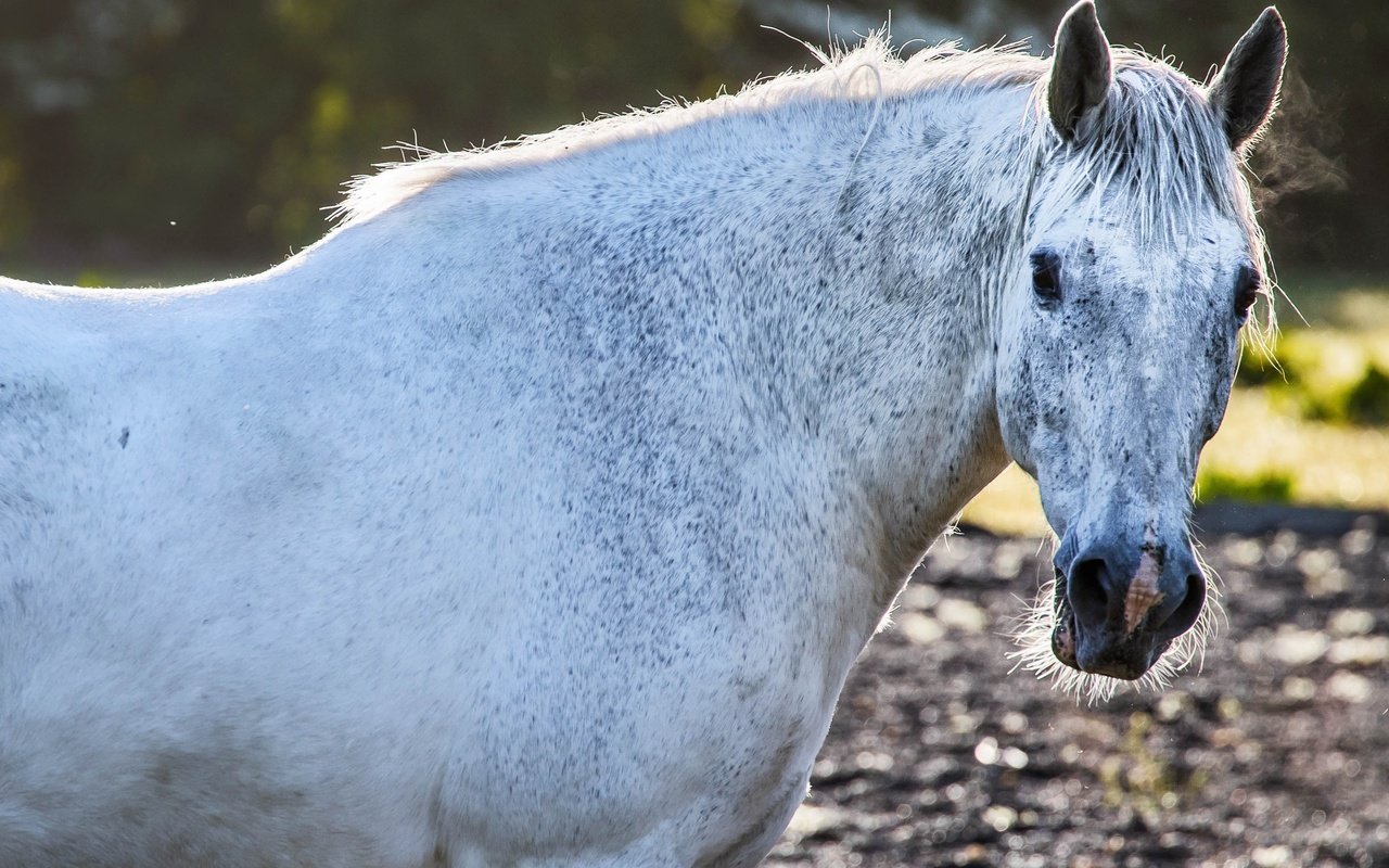 Обои лошадь, взгляд, конь, грива, horse, look, mane разрешение 3098x2065 Загрузить