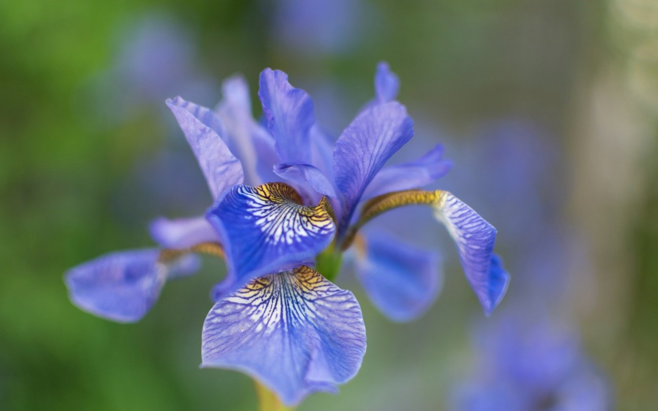 Обои природа, макро, цветок, лепестки, размытость, ирис, nature, macro, flower, petals, blur, iris разрешение 2048x1314 Загрузить