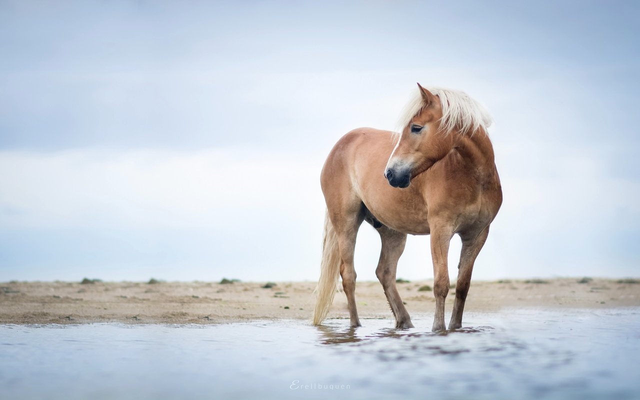 Обои небо, лошадь, река, берег, конь, грива, ло, the sky, horse, river, shore, mane, lo разрешение 2048x1109 Загрузить