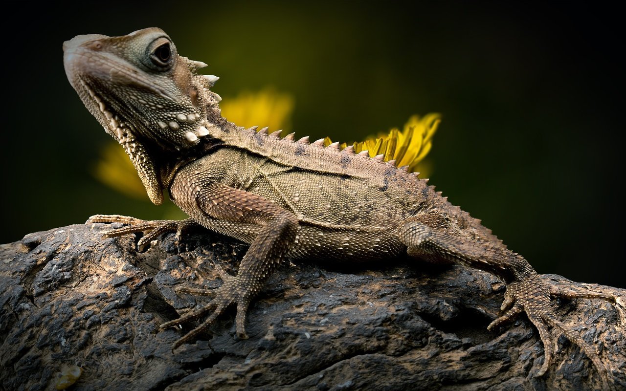 Обои ящерица, камень, одуванчик, рептилия, игуана, боке, лесной дракон, lizard, stone, dandelion, reptile, iguana, bokeh, forest dragon разрешение 2800x1729 Загрузить