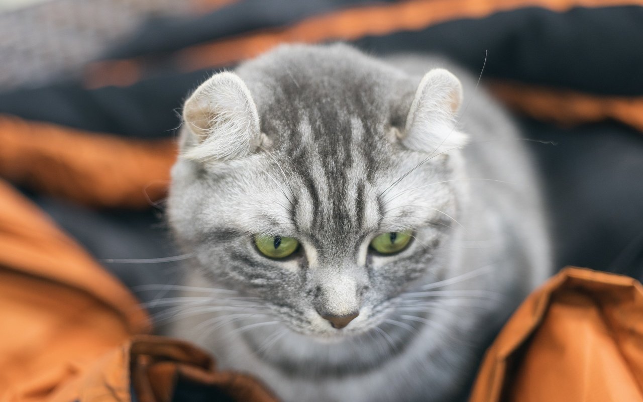 Обои глаза, фон, кот, мордочка, усы, кошка, взгляд, eyes, background, cat, muzzle, mustache, look разрешение 3936x2624 Загрузить