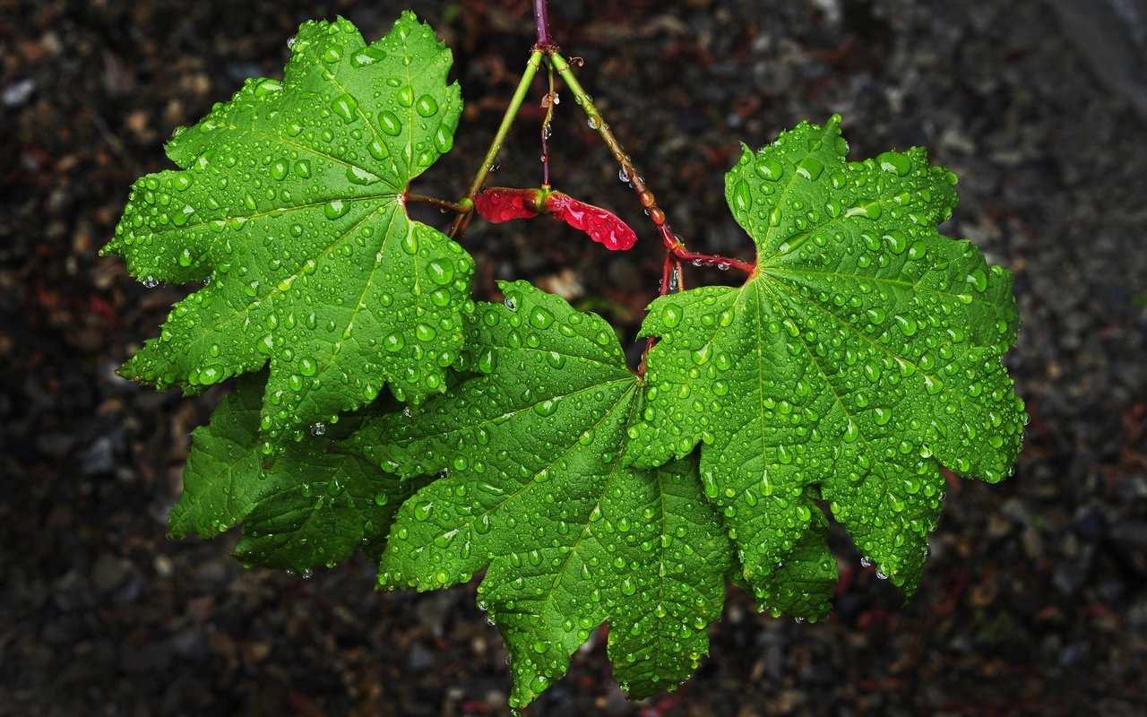 Обои природа, листья, капли, зеленые, дождь, клен, nature, leaves, drops, green, rain, maple разрешение 2560x1703 Загрузить