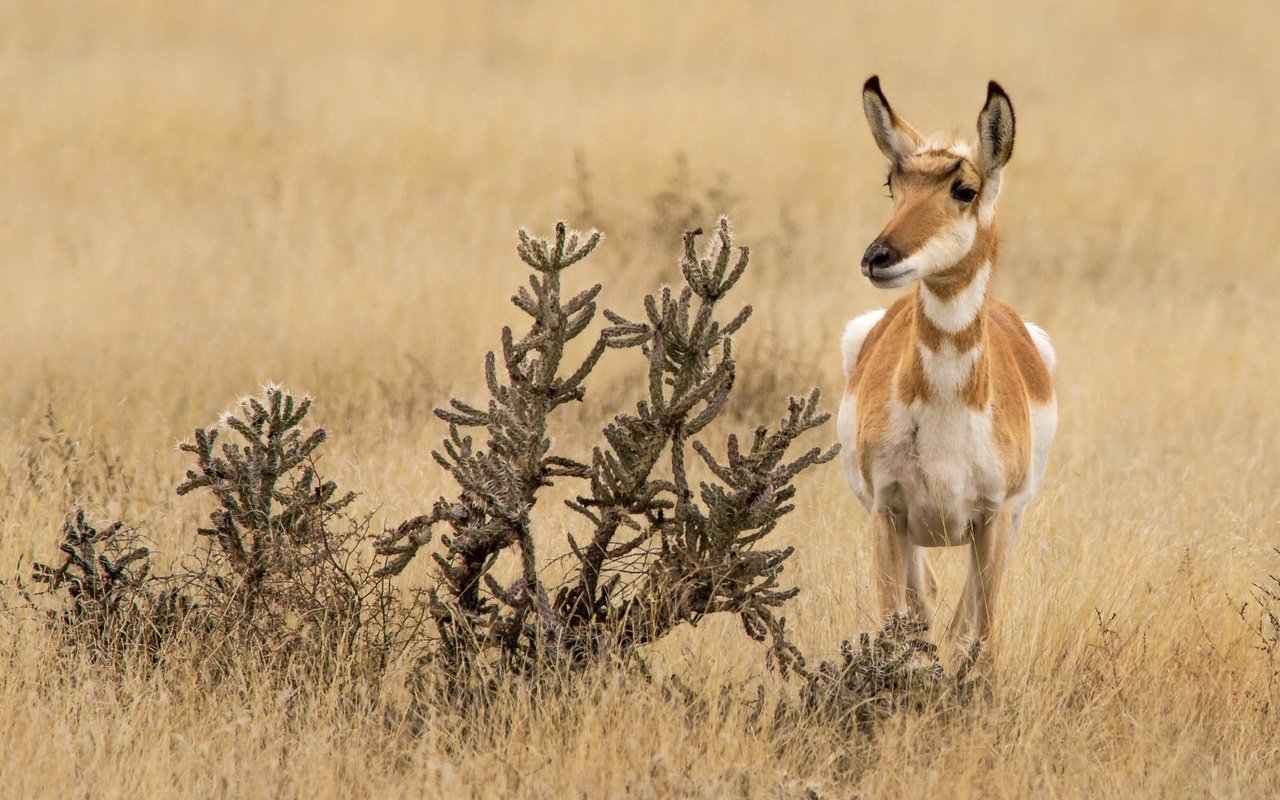 Обои природа, антилопа, вилорог, nature, antelope, pronghorn разрешение 2048x1152 Загрузить