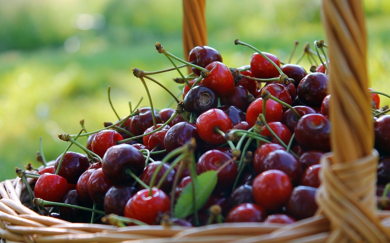 Обои фон, черешня, ягоды, вишня, корзинка, лукошко, background, cherry, berries, basket разрешение 3272x1841 Загрузить