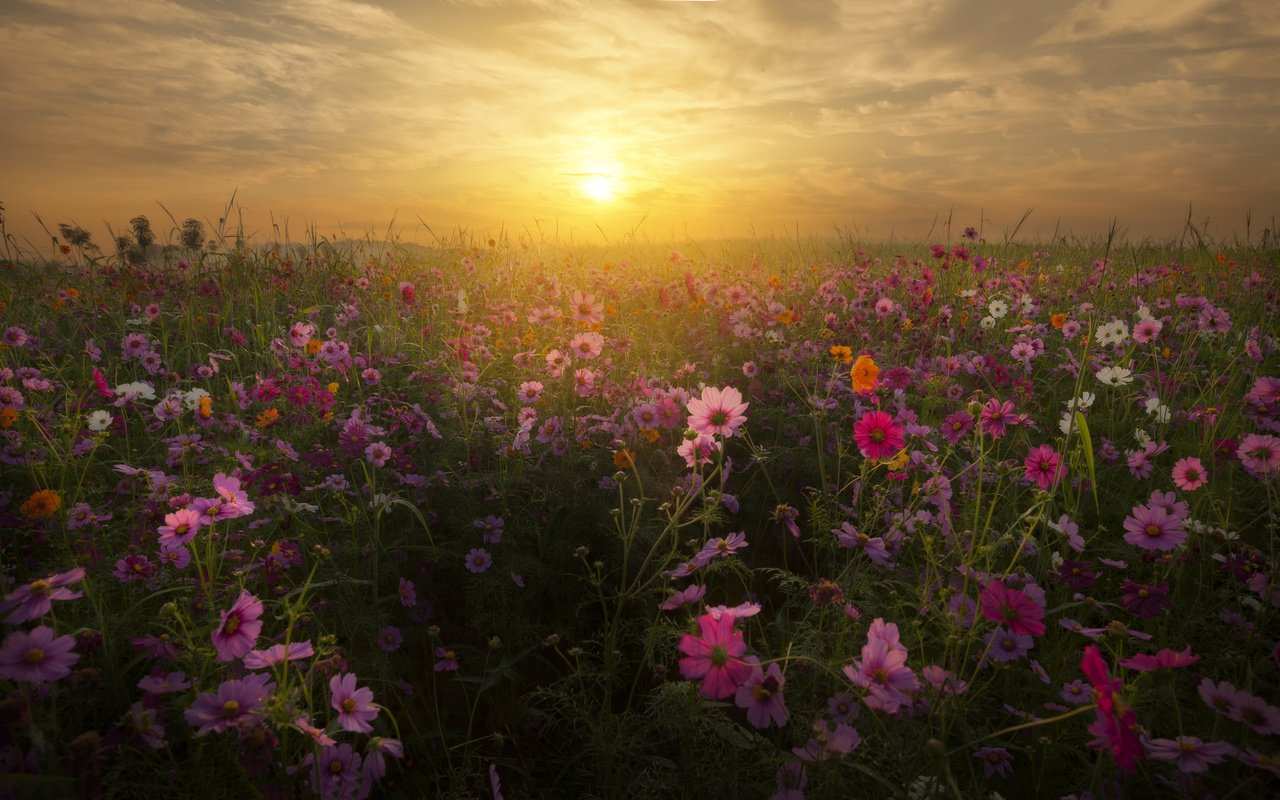 Обои небо, цветы, облака, закат, пейзаж, поле, космея, the sky, flowers, clouds, sunset, landscape, field, kosmeya разрешение 4256x2603 Загрузить