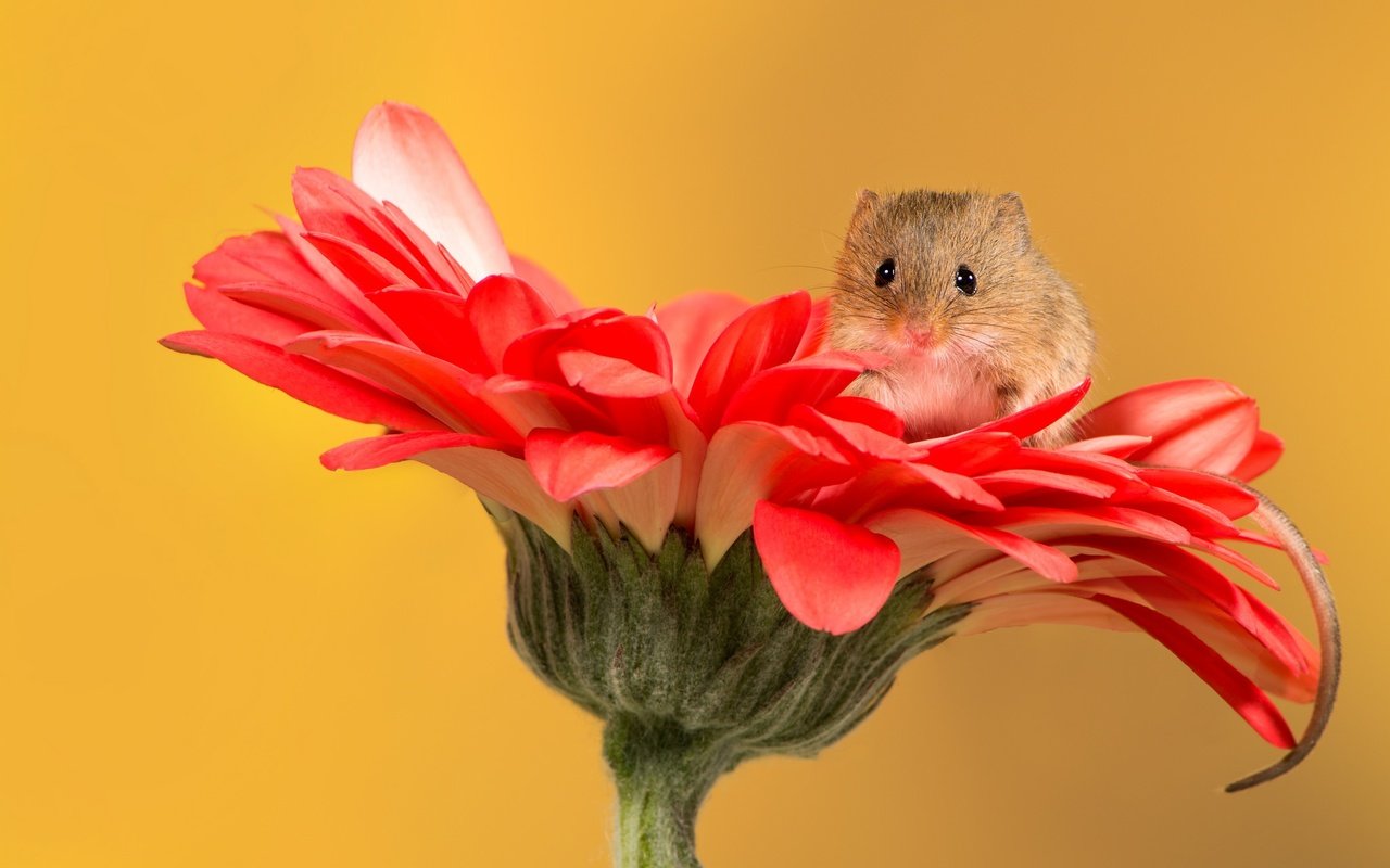 Обои цветок, мышь, мышка, мышонок, хвостик, гербера, flower, mouse, ponytail, gerbera разрешение 2048x1365 Загрузить