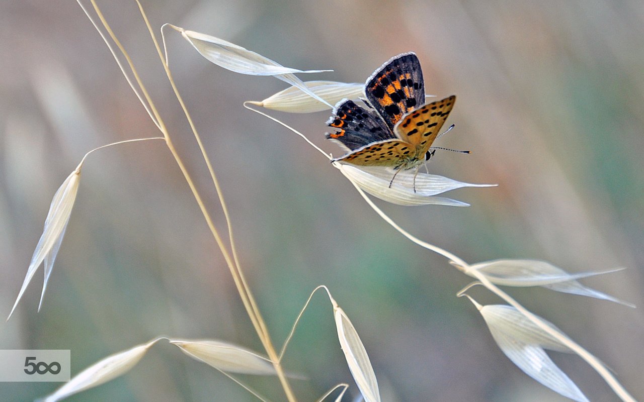 Обои насекомое, бабочка, крылья, растение, mercedes salvador, insect, butterfly, wings, plant разрешение 2048x1383 Загрузить