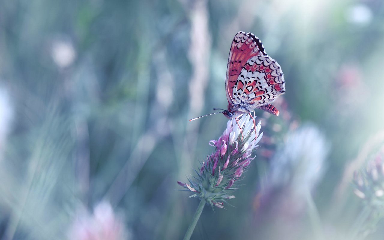 Обои цветы, насекомое, бабочка, крылья, размытость, juliana nan, flowers, insect, butterfly, wings, blur разрешение 2000x1448 Загрузить