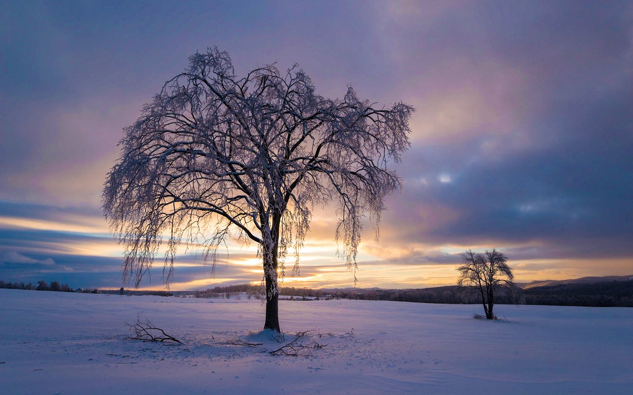 Обои небо, облака, деревья, снег, природа, закат, зима, the sky, clouds, trees, snow, nature, sunset, winter разрешение 1920x1200 Загрузить