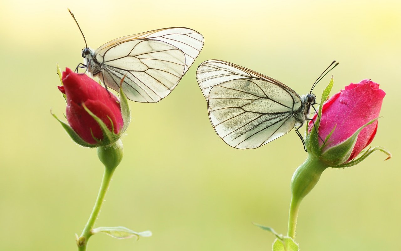 Обои цветы, бутоны, розы, крылья, насекомые, бабочки, flowers, buds, roses, wings, insects, butterfly разрешение 2048x1361 Загрузить