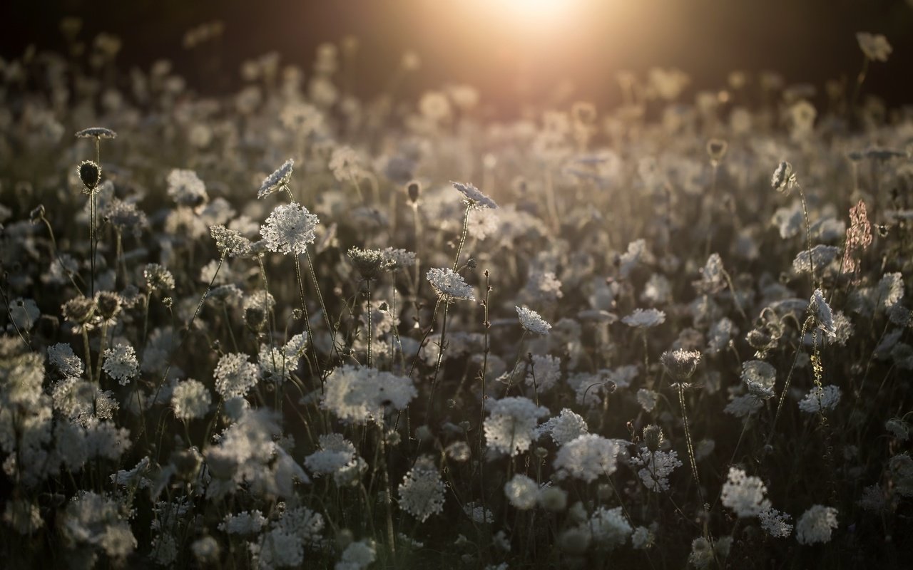 Обои цветы, природа, поле, белые, полевые цветы, flowers, nature, field, white, wildflowers разрешение 2048x1194 Загрузить