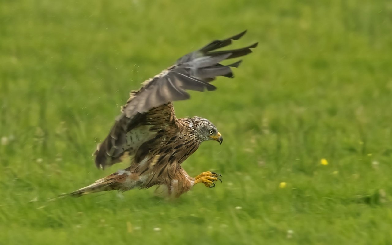 Обои крылья, хищник, птица, коршун, охота, красный коршун, wings, predator, bird, kite, hunting, red kite разрешение 2048x1330 Загрузить