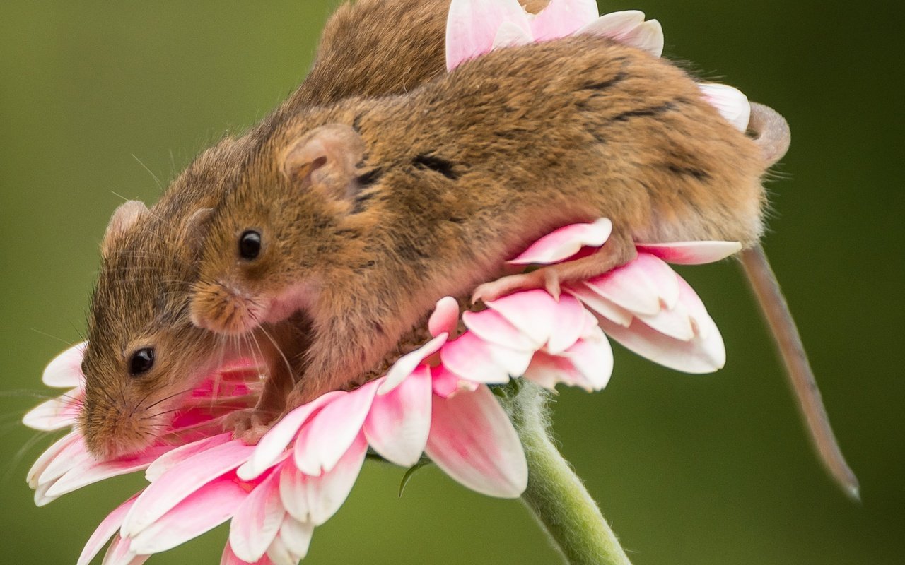 Обои макро, цветок, парочка, мыши, гербера, мышки, harvest mouse, мышь-малютка, macro, flower, a couple, mouse, gerbera, the mouse is tiny разрешение 2048x1719 Загрузить