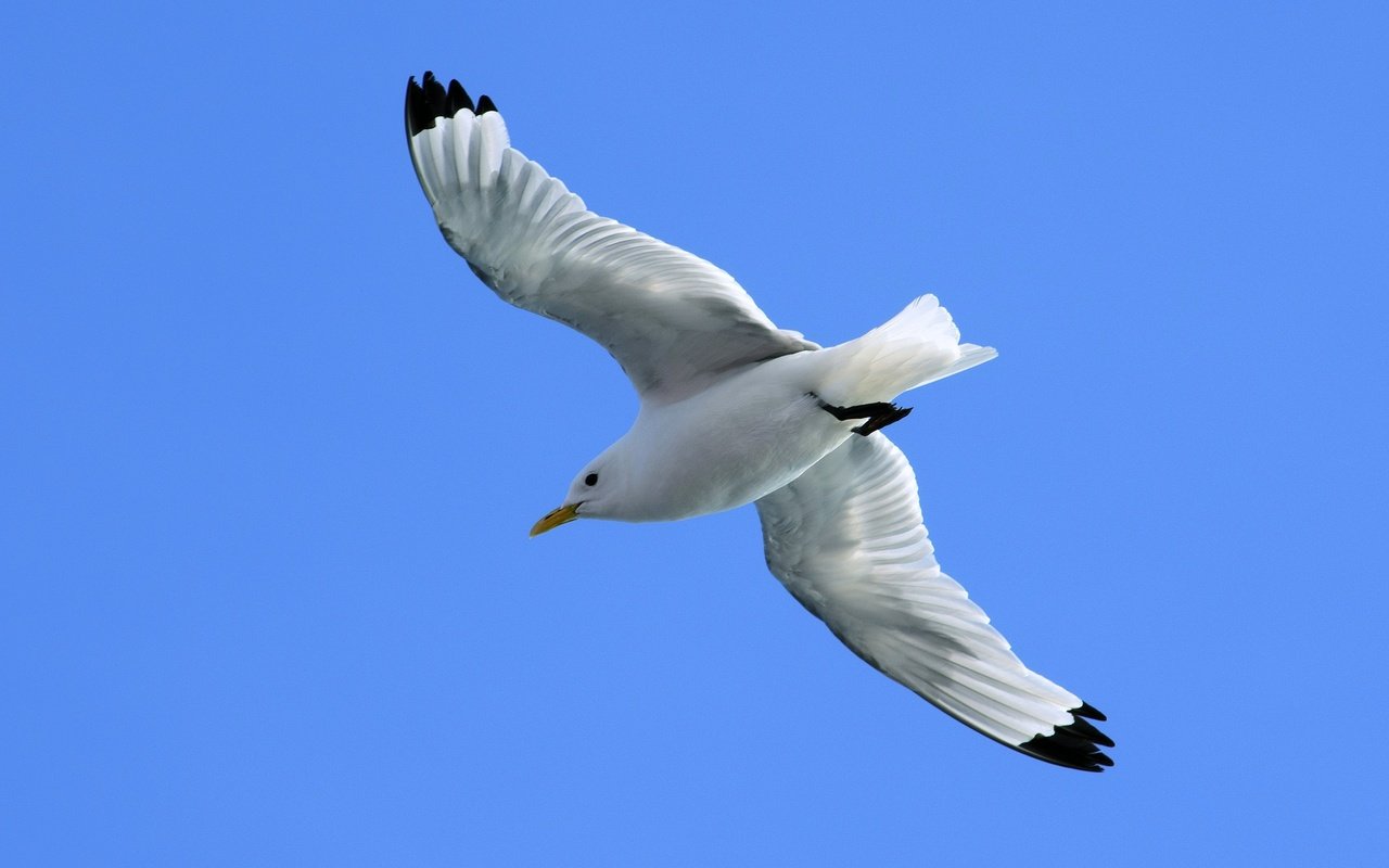 Обои небо, полет, крылья, чайка, птица, синева, the sky, flight, wings, seagull, bird, blue разрешение 3000x1987 Загрузить