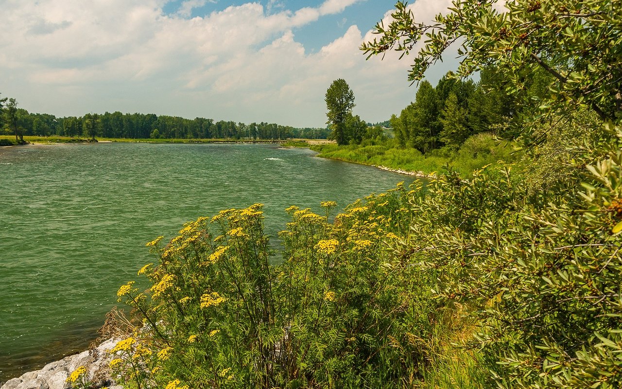 Обои облака, канада, деревья, провинция альберта, река, bow river, берег, зелень, лес, кусты, лето, clouds, canada, trees, alberta, river, shore, greens, forest, the bushes, summer разрешение 2048x1317 Загрузить