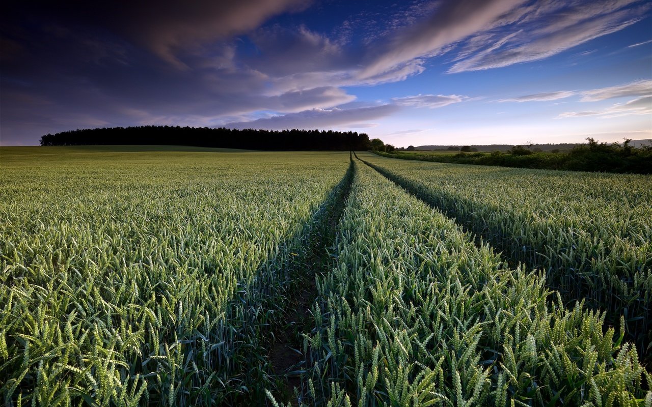 Обои небо, облака, природа, поле, горизонт, колосья, пшеница, the sky, clouds, nature, field, horizon, ears, wheat разрешение 2560x1707 Загрузить