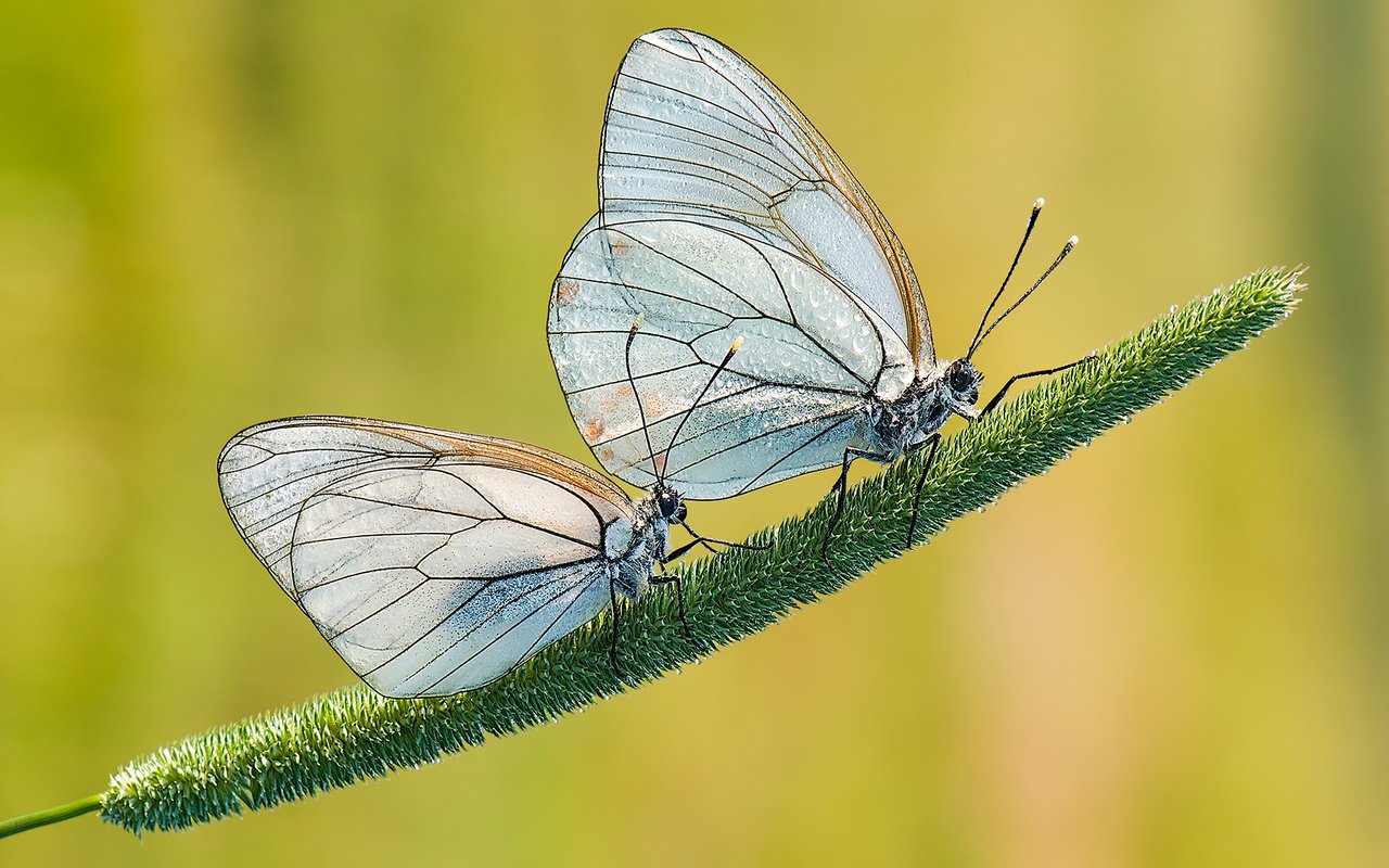 Обои трава, природа, фон, крылья, насекомые, бабочки, растение, davide lopresti, grass, nature, background, wings, insects, butterfly, plant разрешение 1920x1280 Загрузить